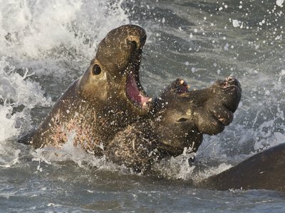 Northern Elephant Seal