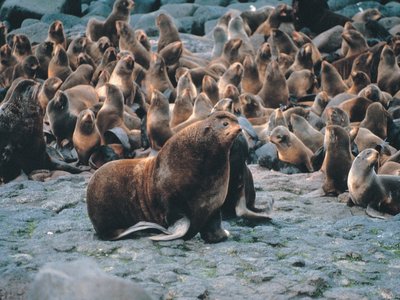 Northern Fur Seal