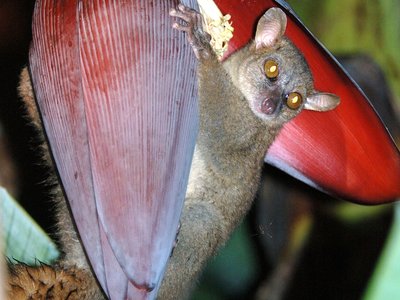 Northern Giant Mouse Lemur