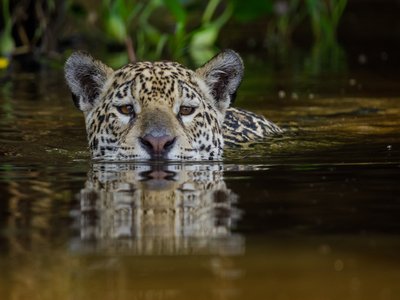 Northern Jaguar