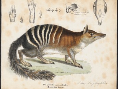 Numbat