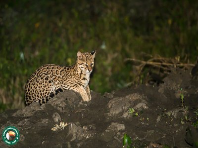 Ocelot