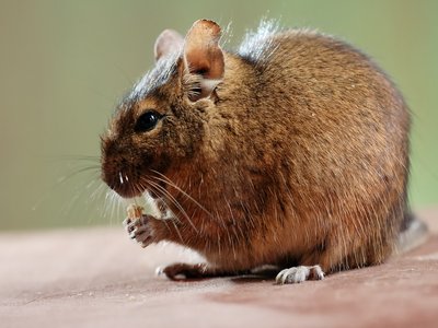 Octodon degu