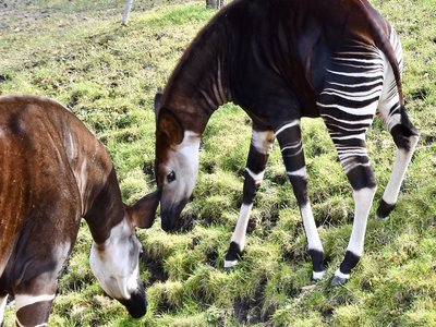 Okapi