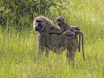 Olive Baboon