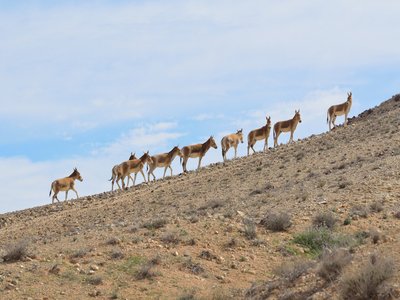 Onager
