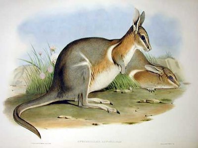 Onychogalea