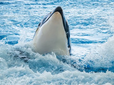 Orca
