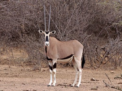 Oryx Antelope
