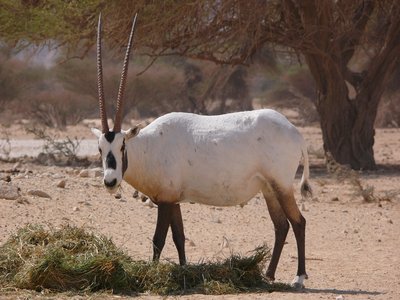 Oryx