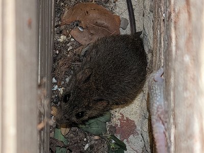 Oryzomys