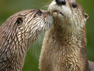 Otter