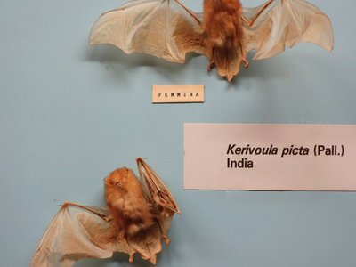Painted Bat