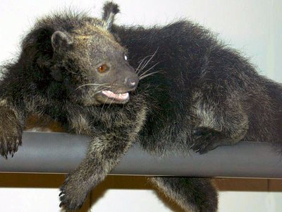 Palawan Bear Cat