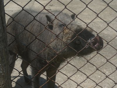 Palawan Bearded Pig