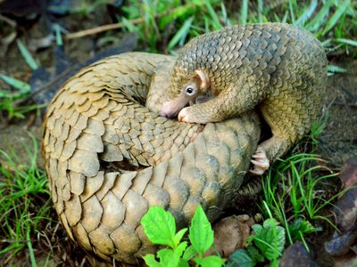 Palawan Pangolin