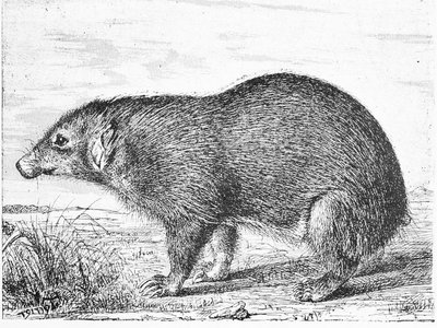 Palawan Stink Badger