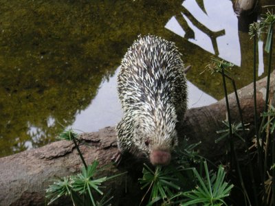 Panamanian Porcupine