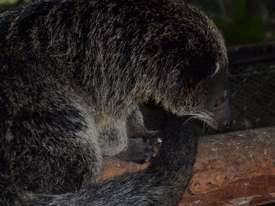 Philippine Binturong