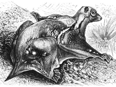 Philippine Colugo
