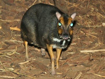 Philippine Mouse