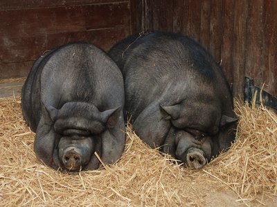 Pig