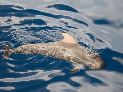 Pilot Whale