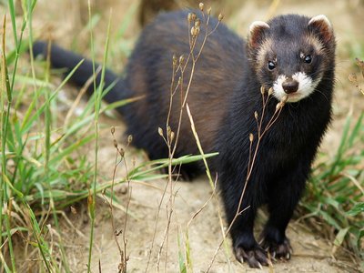 Polecat