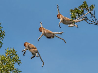 Proboscis Monkey