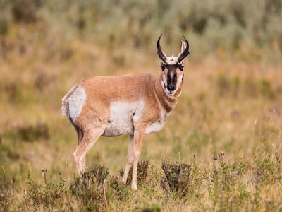 Pronghorn