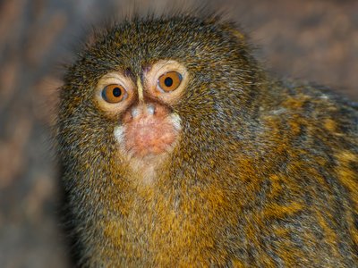 Pygmy Marmoset
