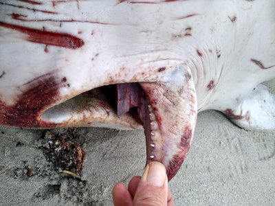 Pygmy Sperm Whale