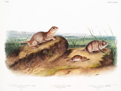 Quadruped Mouse