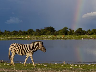 Quagga Zebra