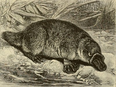 Queer Mole
