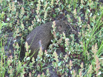 Quenda Bandicoot