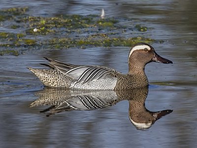 Querquedula Duck