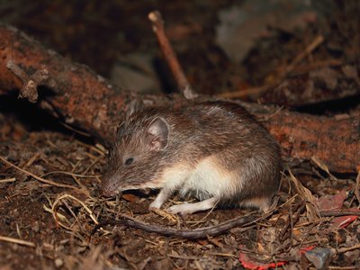 Qui Pocket Mouse