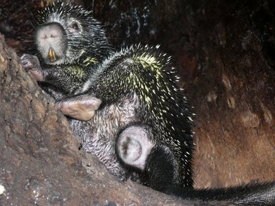 Quichua Porcupine