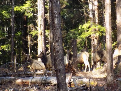 Quinault Elk