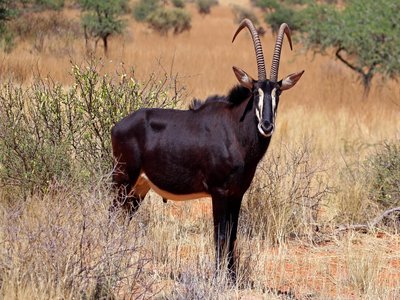 Sable Antelope