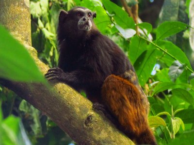 Saddleback Tamarin