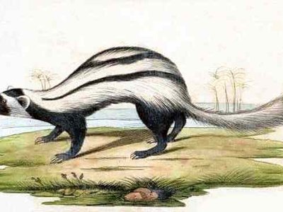 Saharan Striped Polecat