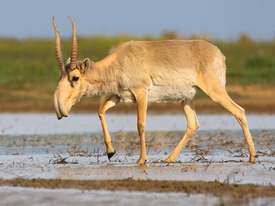 Saiga Antelope