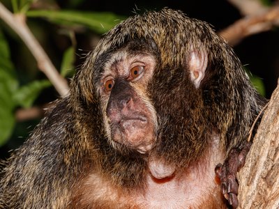 Saki Monkey