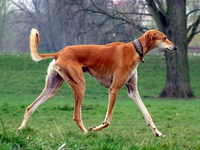 Saluki