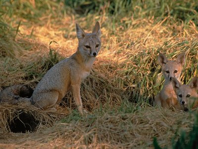 San Joaquin Kit Fox