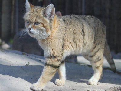 Sand Cat