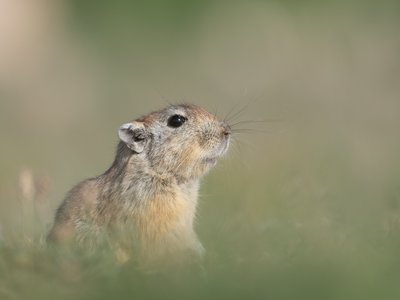 Sand Rat