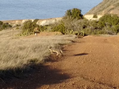 Santa Catalina Island Fox